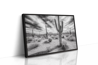 Saguaro Silence in Black and White