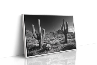 Sentinels of the Sonoran