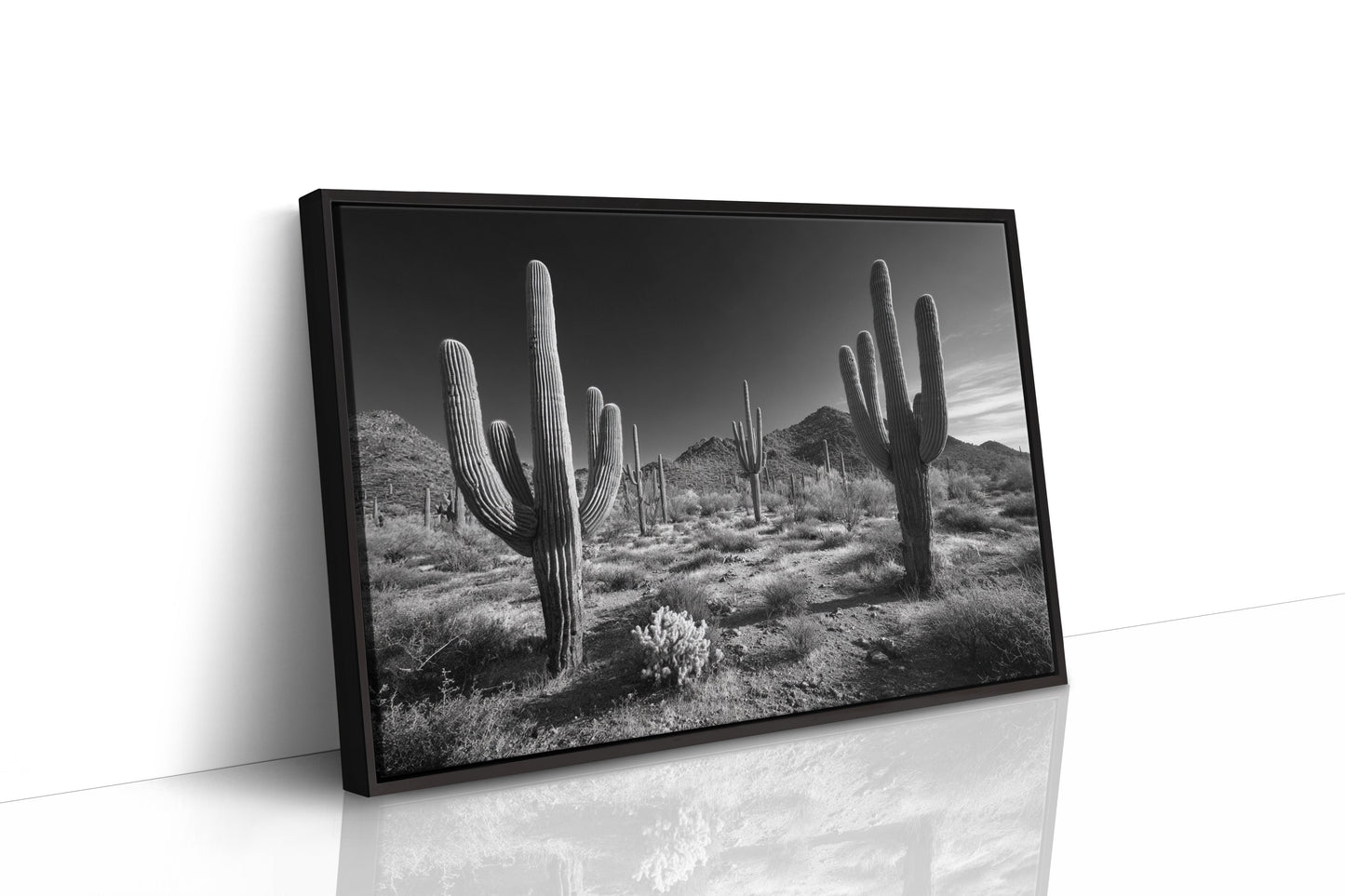 Sentinels of the Sonoran