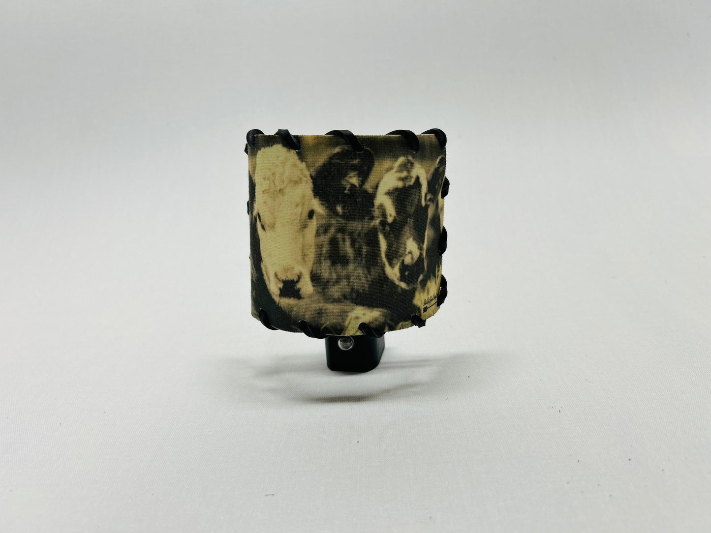 Nightlight Angus Cross Calves